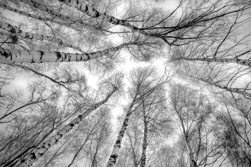 birch BW