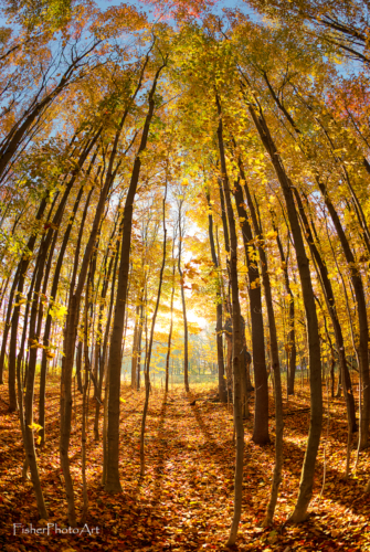 Autumn In The Woods